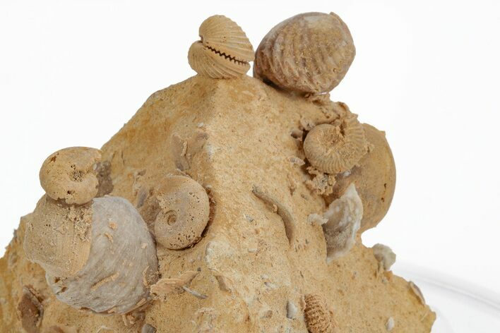 Miniature Fossil Cluster (Ammonites, Brachiopods) - France #219967